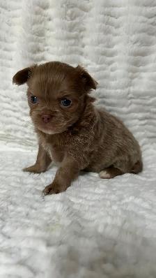 Adorable Long Coat Chihuahua Puppies - Photo 4
