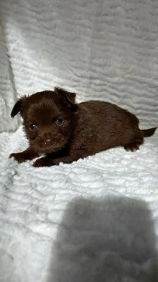 Adorable Long Coat Chihuahua Puppies - Photo 6