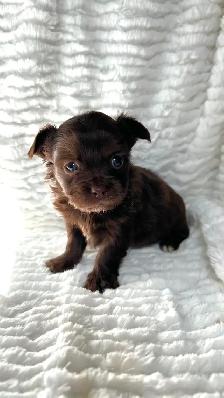 Adorable Long Coat Chihuahua Puppies - Photo 8