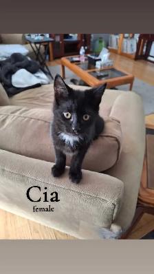 cute cuddly kittens - Photo 2