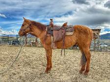 2 Year Old Dun Gelding – Quiet & Easy to Work With