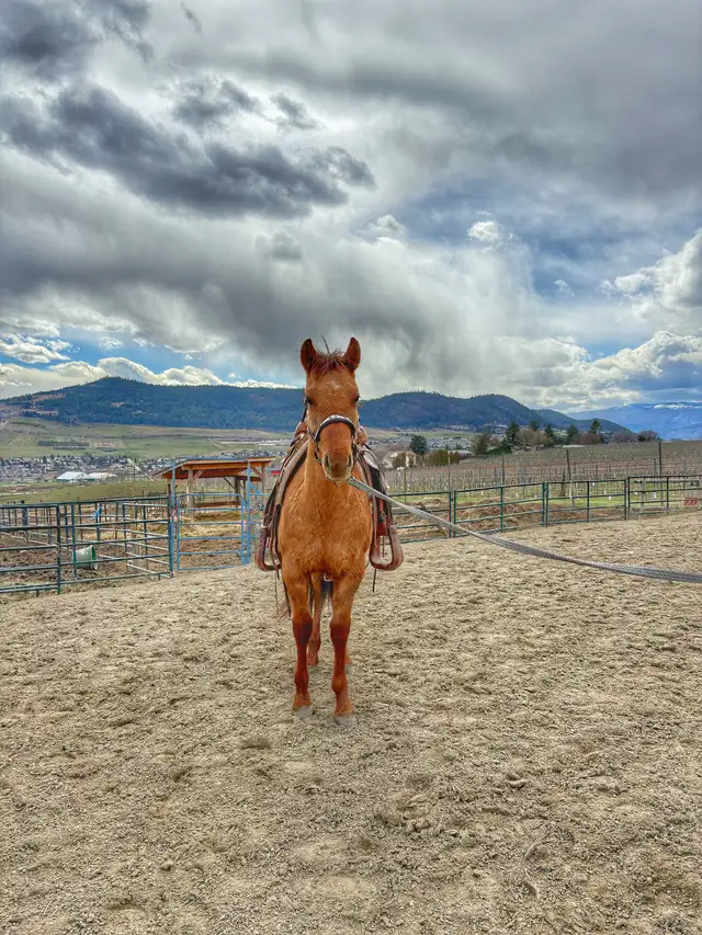 2 Year Old Dun Gelding – Quiet & Easy to Work With - Photo 2