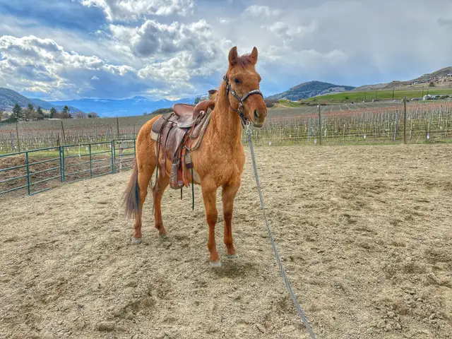 2 Year Old Dun Gelding – Quiet & Easy to Work With - Photo 3