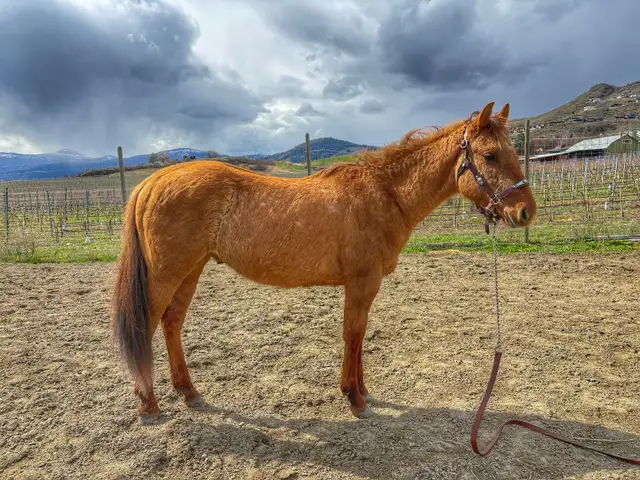 2 Year Old Dun Gelding – Quiet & Easy to Work With - Photo 4