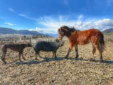 Welsh/ Quarter horse colt