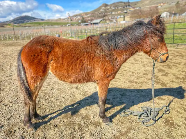 Welsh/ Quarter horse colt - Photo 2