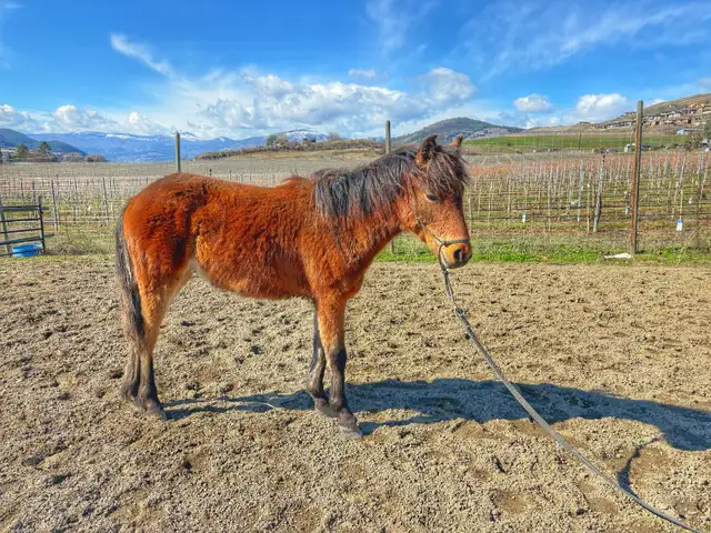 Welsh/ Quarter horse colt - Photo 3