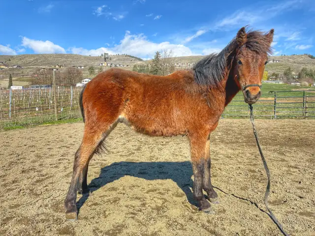 Welsh/ Quarter horse colt - Photo 4