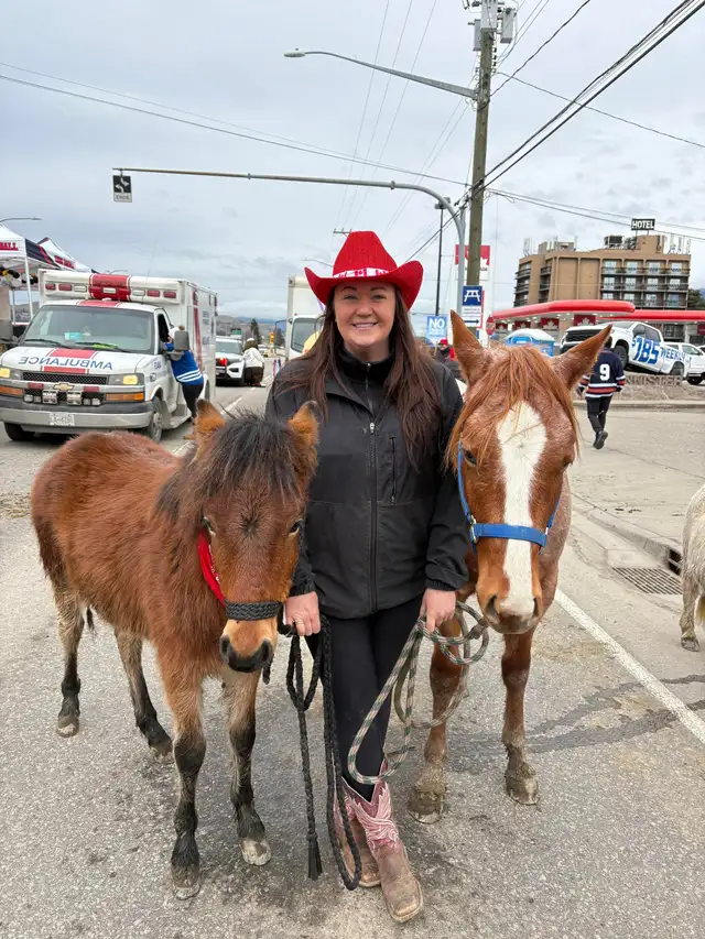 Welsh/ Quarter horse colt - Photo 5