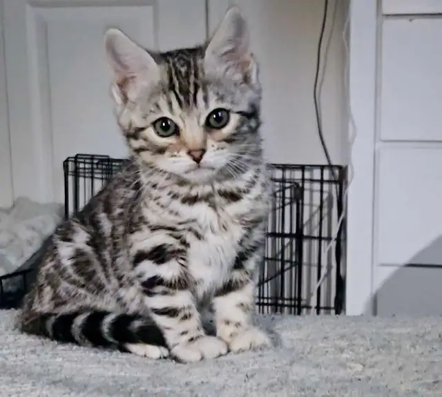 Chatons Bengal silver, prêts à partir !
