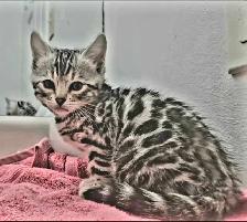 Chatons Bengal silver, prêts à partir ! - Photo 2