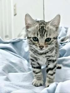 Chatons Bengal silver, prêts à partir ! - Photo 4