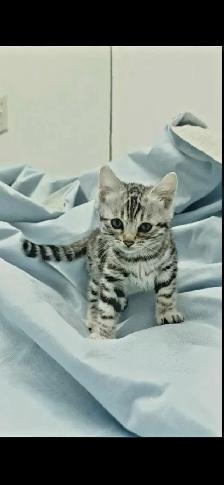 Chatons Bengal silver, prêts à partir ! - Photo 6