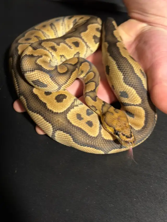 Ball Pythons