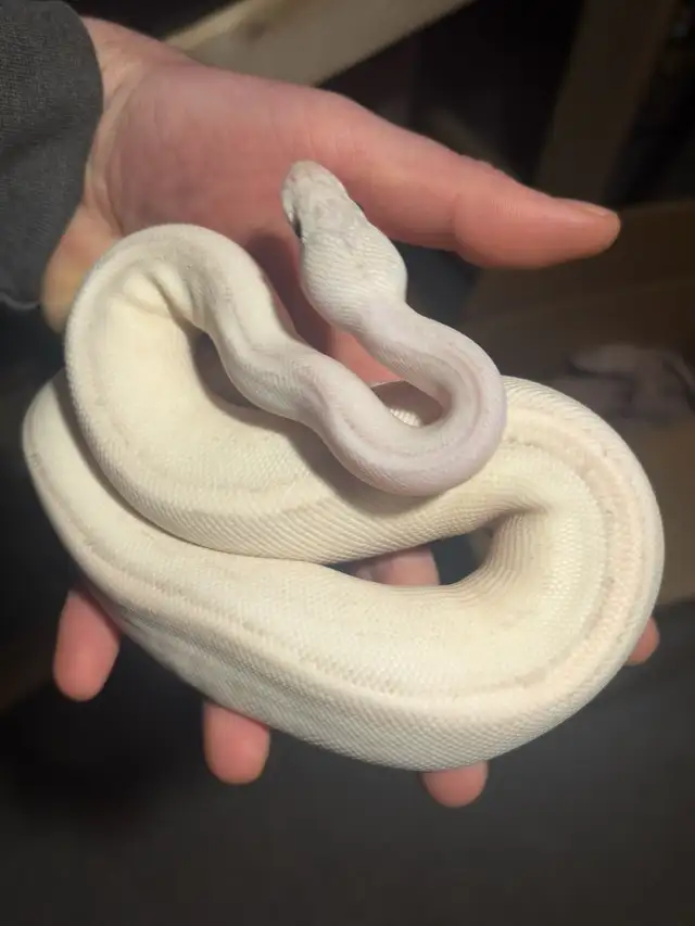 Ball Pythons - Photo 2