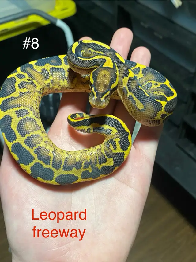 Ball Pythons - Photo 4