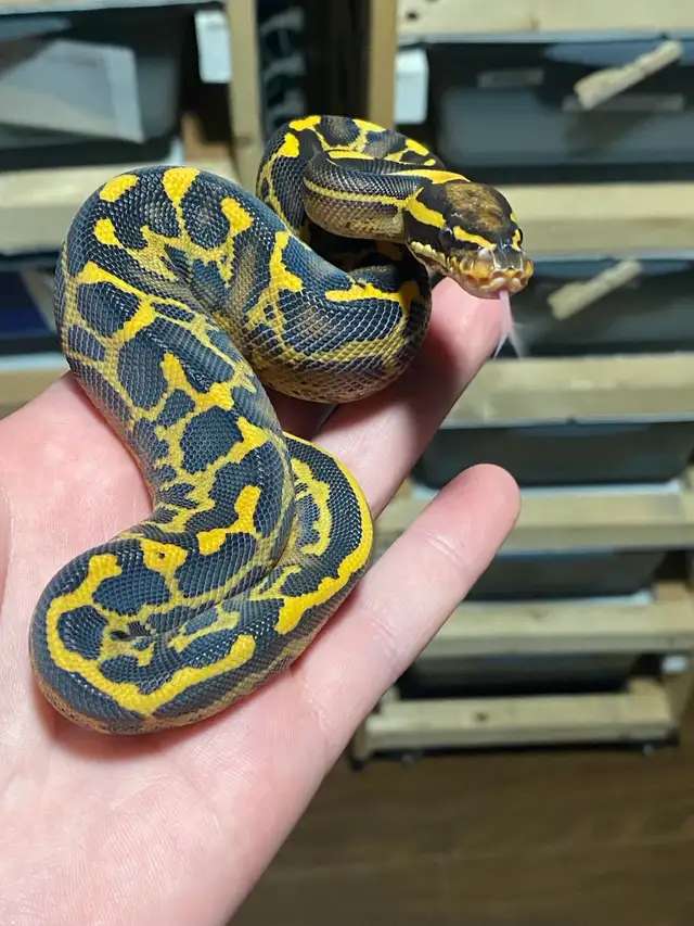 Ball Pythons - Photo 5
