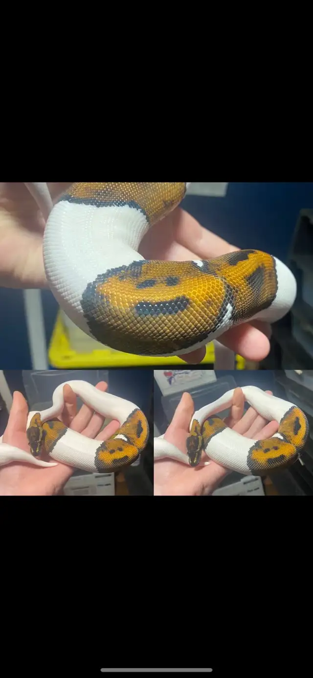 Ball Pythons - Photo 7