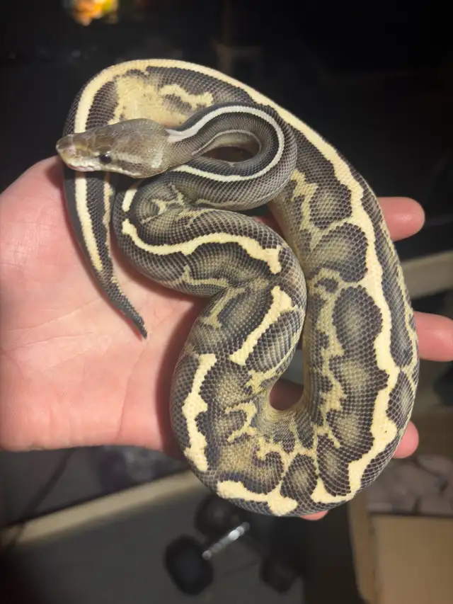 Ball Pythons - Photo 8