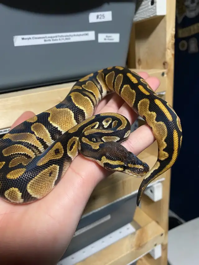 Ball Pythons - Photo 10