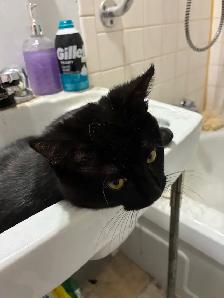 free male cat, comes with everything must pick up