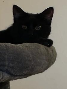 free male cat, comes with everything must pick up - Photo 2