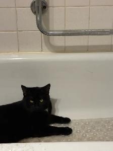 free male cat, comes with everything must pick up - Photo 3