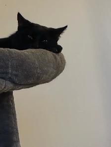 free male cat, comes with everything must pick up - Photo 4