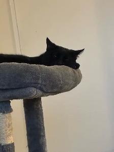 free male cat, comes with everything must pick up - Photo 5