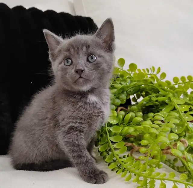 Chaton Bleu Russe hypoallergene