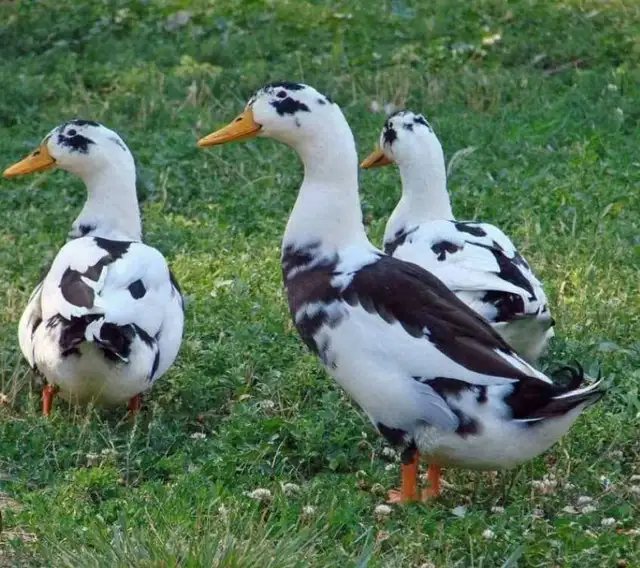 Ancona Duck Eggs for hatching