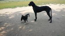 Pro Dog Walking – 10  Years Experience – Etobicoke & Mississauga - Photo 3