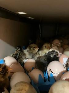 Poussins grosses poules bendy