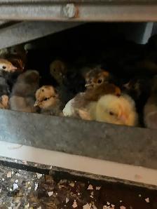 Poussins grosses poules bendy - Photo 2