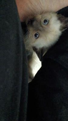 FEMALE SEAL POINT SIAMESE