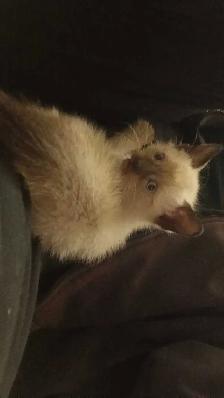 FEMALE SEAL POINT SIAMESE - Photo 2