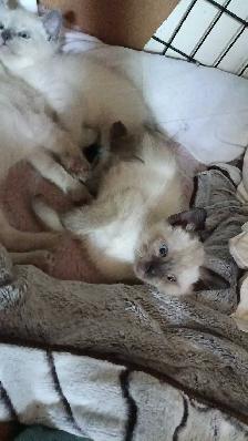 FEMALE SEAL POINT SIAMESE - Photo 3