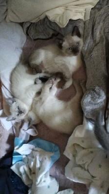 FEMALE SEAL POINT SIAMESE - Photo 4