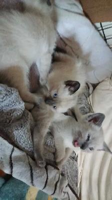FEMALE SEAL POINT SIAMESE - Photo 5
