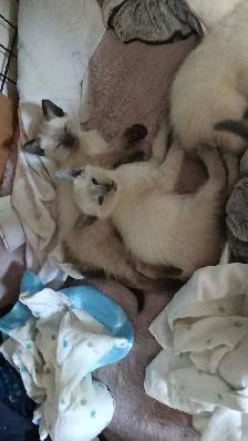 FEMALE SEAL POINT SIAMESE - Photo 6