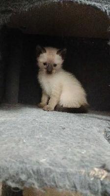 FEMALE SEAL POINT SIAMESE - Photo 7