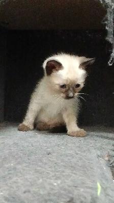 FEMALE SEAL POINT SIAMESE - Photo 8