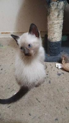 FEMALE SEAL POINT SIAMESE - Photo 9