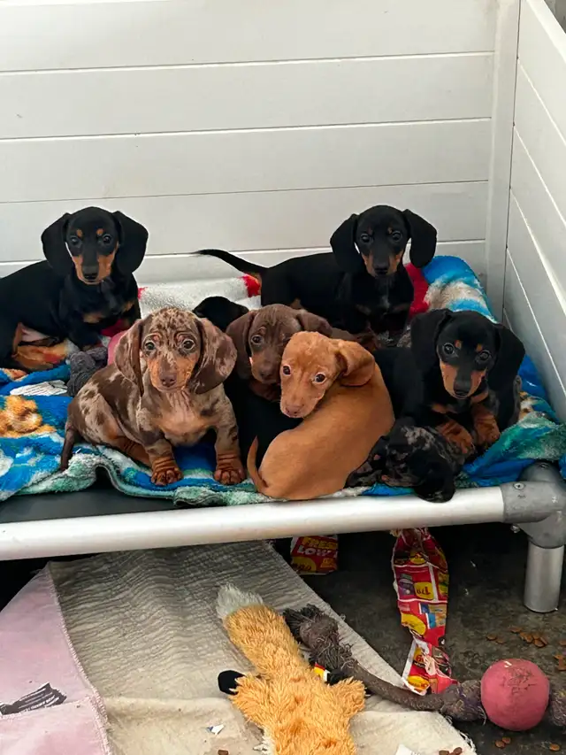 Mini Dachshund Puppies