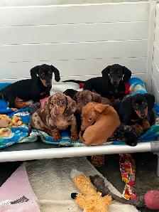 Mini Dachshund Puppies - Photo 2