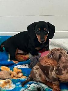 Mini Dachshund Puppies - Photo 3