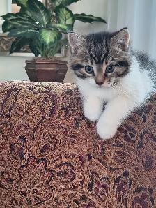 Chartons mâles 8 semaines