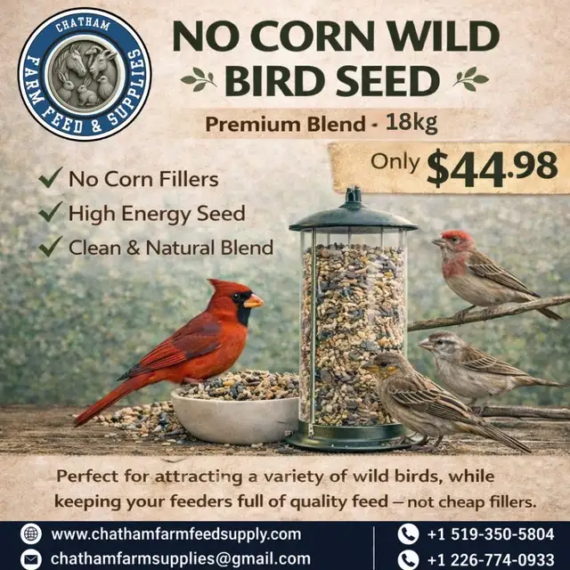 No Corn Wild Bird Seed – Cleaner Feeding, Better Attraction!