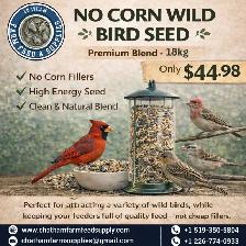 No Corn Wild Bird Seed – Cleaner Feeding, Better Attraction!