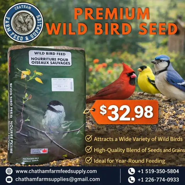 Premium Wild Bird Seed – Attract More Birds to Your Backyard!
